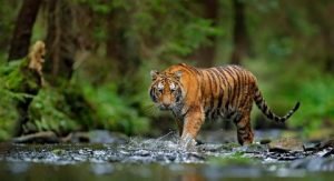 47517-ilustrasi-harimau-sumatera-shutterstock